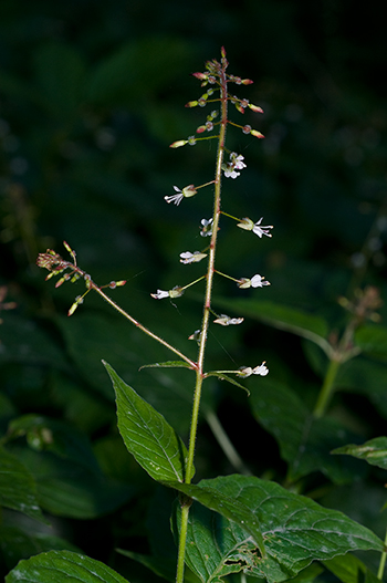 Enchanter's-nightshade - Circaea lutetiana. Image: Linda Pitkin