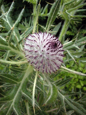 Woolly Thistle - Cirsium eriophorum.  Image: Brian Pitkin