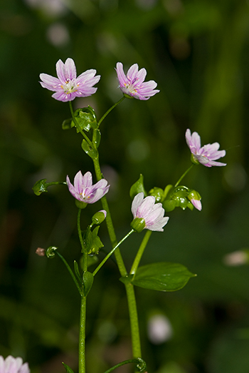 Springbeauty - Claytonia perfoliata..  Image: Brian Pitkin