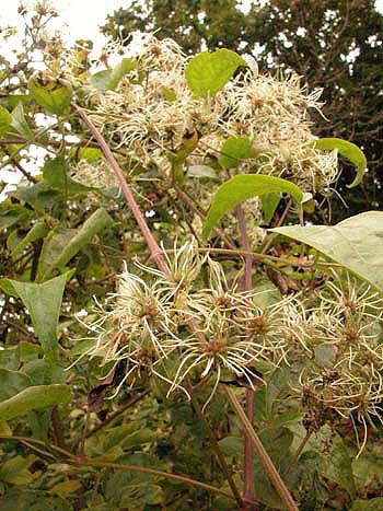 Traveller's Joy - Clematis vitalba.  Image: Brian Pitkin