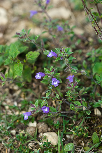 Basil Thyme - Clinopodium acinos. Image: Linda Pitkin