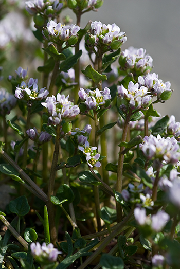 Danish Scurvygrass - Cochlearia danica. Image: Linda Pitkin