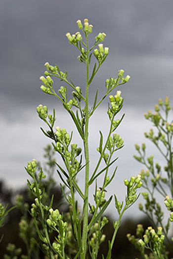 Canadian Fleabane - Conyza canadensis. Image: Linda Pitkin