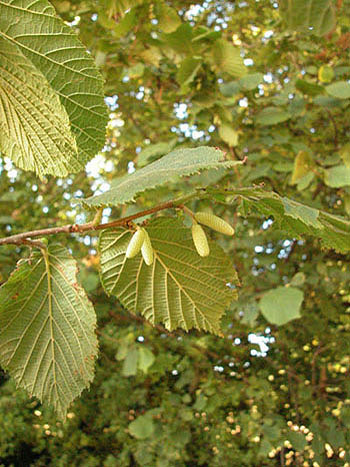Hazel - Corylus avellana.  Image: Brian Pitkin