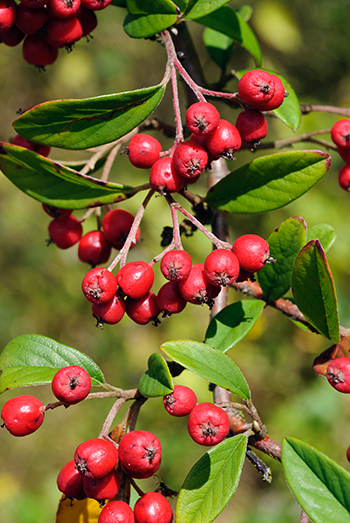 Cotoneaster - Cotoneaster sp. Image: Linda Pitkin