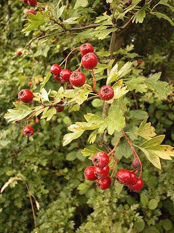 Hawthorn - Crataegus monogyna.  Image: Brian Pitkin