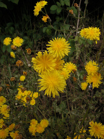 Beaked Hawk's-beard - Crepis vesicaria.  Image: Brian Pitkin