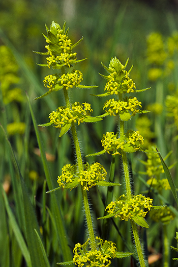 Crosswort - Cruciata laevipes.  Image: Brian Pitkin