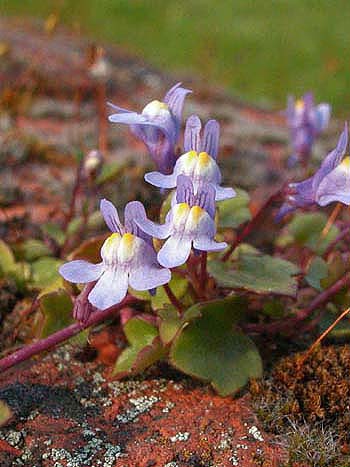 Ivy-leaved Toadflax - Cymbalaria muralis.  Image: Brian Pitkin