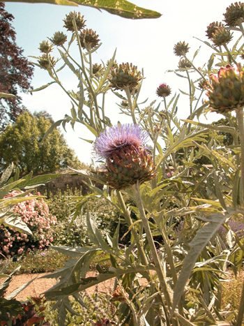 Cynara sp.Image: Brian Pitkin