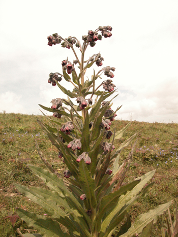 Hound's-toungue - Cynoglossum officinale.  Image: Brian Pitkin