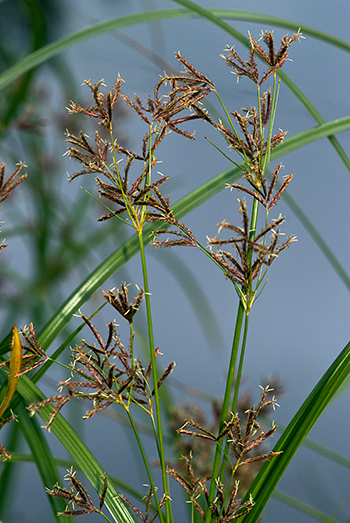 Galingale - Cyperus longus. Image: Linda Pitkin