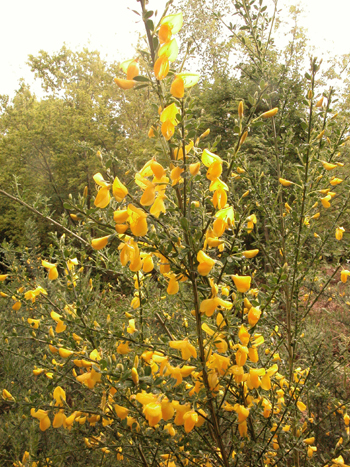 Broom - Cytisus scoparius.  Image: Brian Pitkin