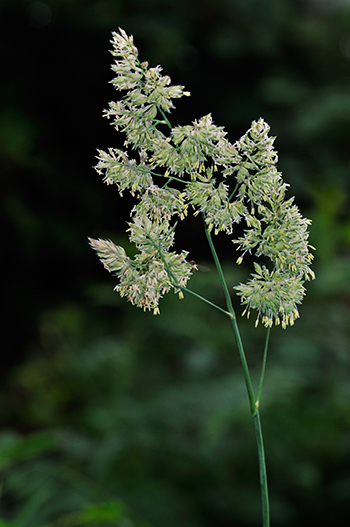 Cock's-foot - Dactylis glomerata. Image: Linda Pitkin