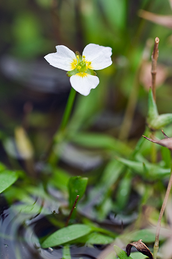 Starfruit - Damasonium alisma. Image: Linda Pitkin