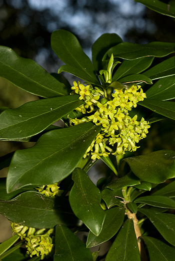 Spurge-laurel - Daphne laureola. Image: Linda Pitkin