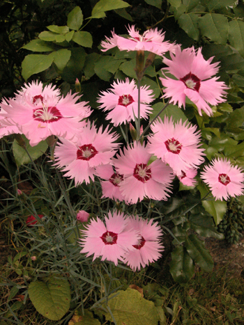 Pinks - Dianthus sp.  Image: Brian Pitkin