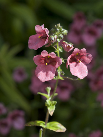 Diascia purpurea