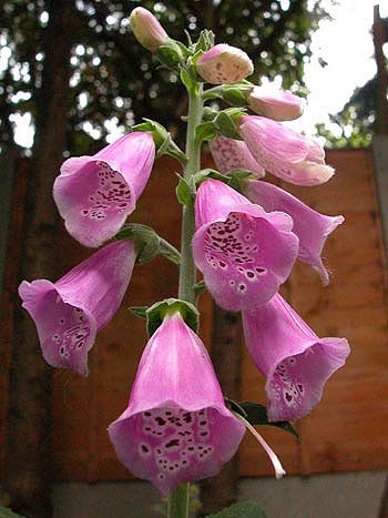 Foxglove - Digitalis purpurea � Brian Pitkin