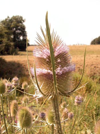 Wild Teasel - Dipsacus fullonum  � Brian Pitkin