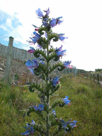 Viper's-bugloss - Echium vulgare.  Image: Brian Pitkin