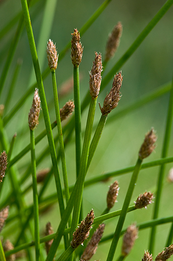 Common Spike-rush - Eleocharis palustris. Image: Linda Pitkin