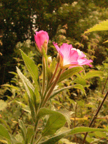 Great Willowherb - Epilobium hirsutum.  Image: Brian Pitkin