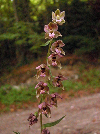 Broad-leaved Helleborine - Epipactis helleborine.  Image: Brian Pitkin