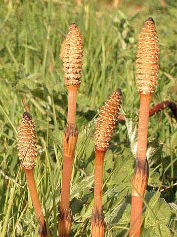 Field Horsetail - Equisetum arvense.  Image: Brian Pitkin