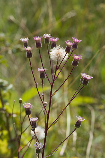 Blue Fleabane - Erigeron acris. Image: Linda Pitkin