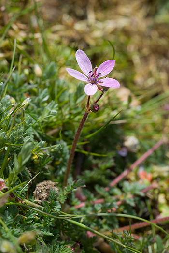 Common Stork's-bill - Erodium cicutarium. Image: Linda Pitkin