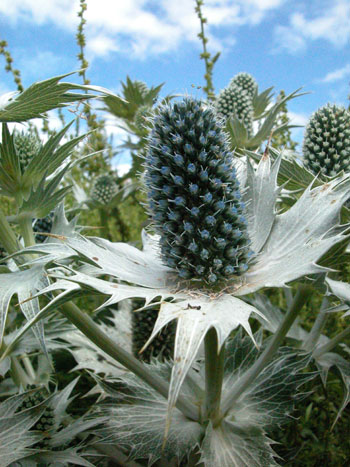 Sea Holly - Eryngium maritimum.  Image: Brian Pitkin