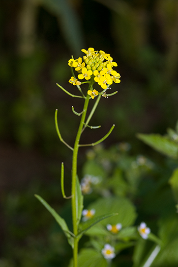 Treacle-mustard - Erysimum cheiranthoides. Image: Linda Pitkin