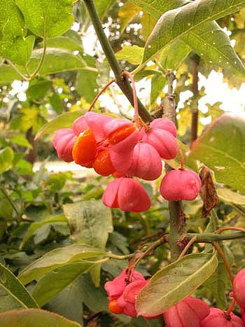 Spindle-tree - Euonymus europaeus.  Image: Brian Pitkin