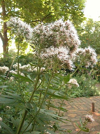 Hemp Agrimony - Eupatorium cannabinum.  Image: Brian Pitkin