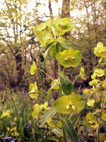 Wood Spurge - Euphorbia amygdaloides.  Image: Brian Pitkin