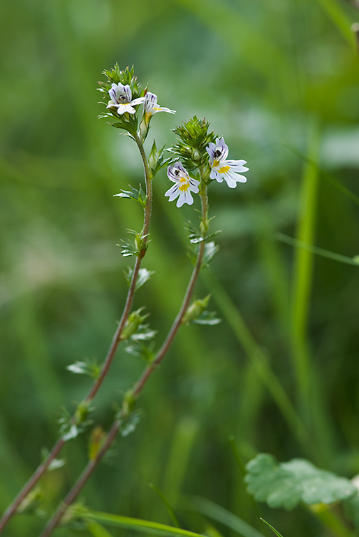 Common Eyebright - Euphrasia nemorosa.  Image: Brian Pitkin