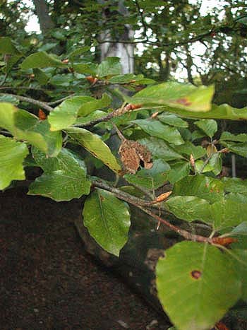 Beech - Fagus sylvatica.  Image: Brian Pitkin