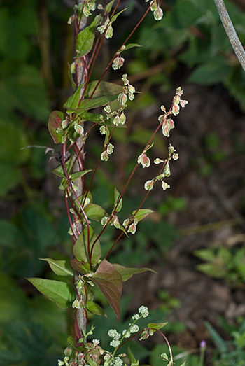 Copse-bindweed - Fallopia dumetorum. Image: Linda Pitkin