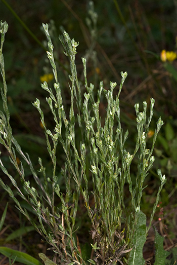 Small Cudweed - Filago minima. Image: Linda Pitkin