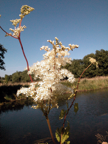 Meadowsweet - Filipendula ulmaria.  Image: Brian Pitkin