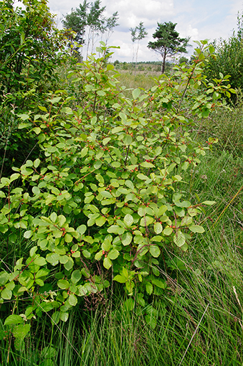 Alder Buckthorn - Frangula alnus. Image: Linda Pitkin