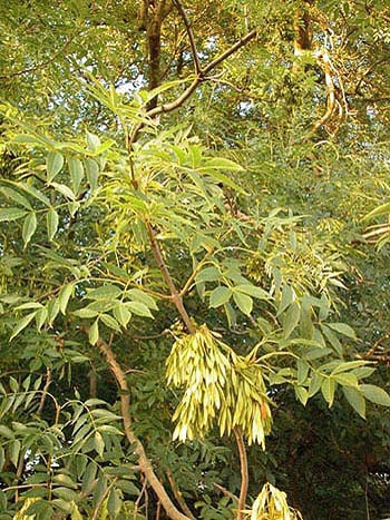 Ash - Fraxinus excelsior..  Image: Brian Pitkin