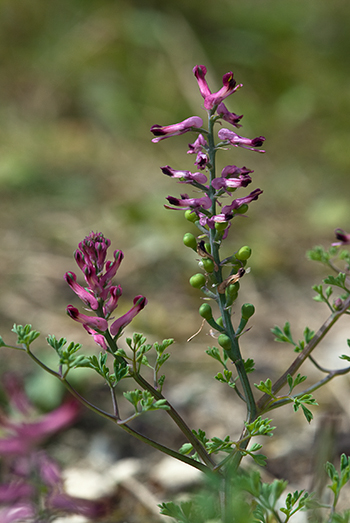 Common Fumitory - Fumaria officinalis. Image: Linda Pitkin