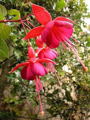 Fuschia - Fuschia sp.  Image: Brian Pitkin