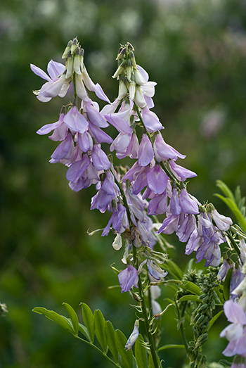 Goat's-rue - Galega officinalis. Image: Linda Pitkin