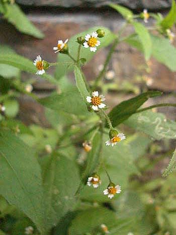Common Chickweed - Stellaria media.  Image: Brian Pitkin