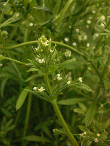 Corn Cleavers - Galium tricornutum.  Image: Brian Pitkin