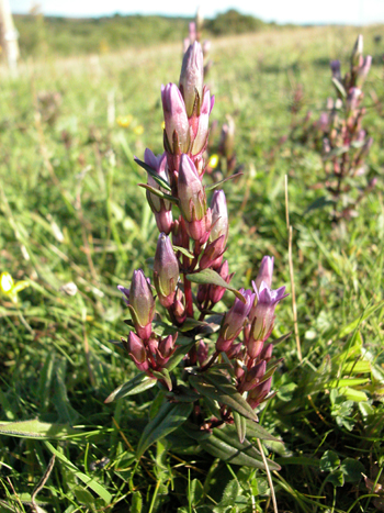 Autumn Gentian - Gentianella amarella.  Image: Brian Pitkin