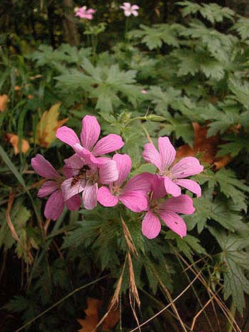 Crane's-bill - Geranium sp.  Image: Brian Pitkin